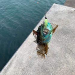 メバリング開幕!