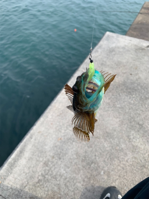 メバリング開幕!