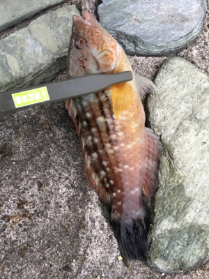 ファミリーちょい投げ釣り