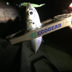 結局地元アジング(´-ω-`)