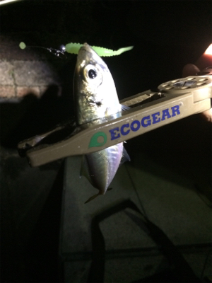 結局地元アジング(´-ω-`)