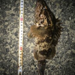 根魚よく釣れました