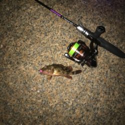 アジング撃沈後のマイメバリング開幕