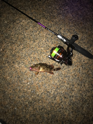 アジング撃沈後のマイメバリング開幕