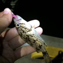 マリンピア沖洲でライトゲーム