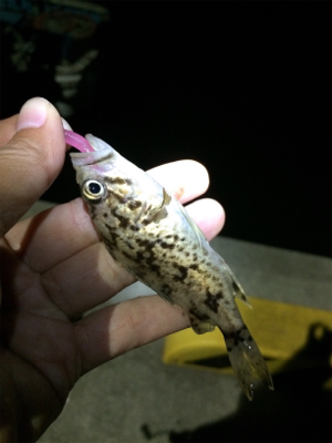 マリンピア沖洲でライトゲーム