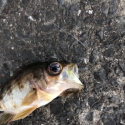 続ライトゲーム