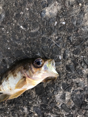 続ライトゲーム