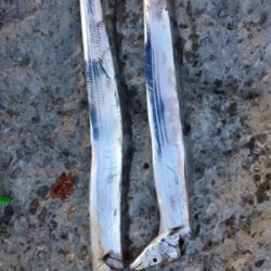 今年もあと何回いけるやろ、、、