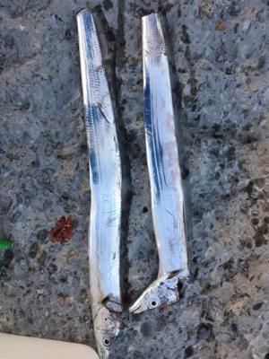 今年もあと何回いけるやろ、、、