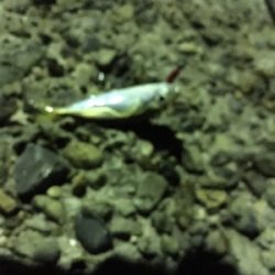 短時間アジング