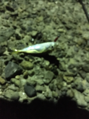 短時間アジング