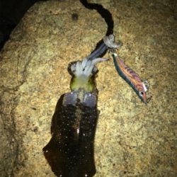 まだまだいけそう