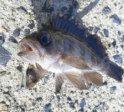 五目達成ならず