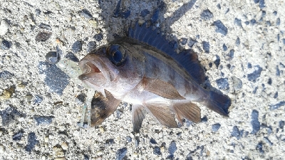 五目達成ならず