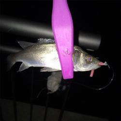 大阪湾奥アジング&ワインド 5目達成！