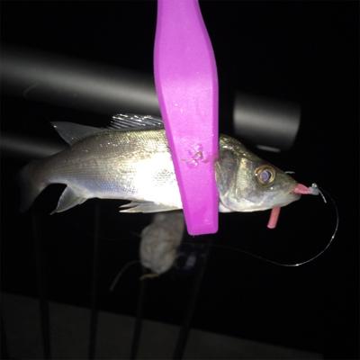 大阪湾奥アジング&ワインド 5目達成！