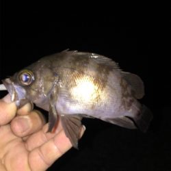 ナイトメバリング