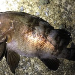 久しぶりのアジの群れ