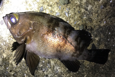 久しぶりのアジの群れ