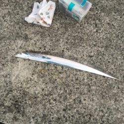 タチウオまだいける？