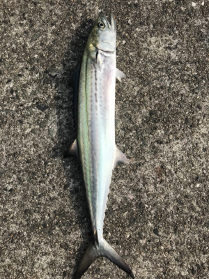 カタクチの飲ませでサゴシゲット！