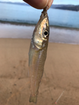 久しぶりの松原