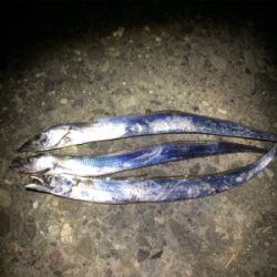 大浦漁港でイワシ・タチウオ