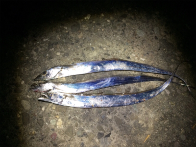 大浦漁港でイワシ・タチウオ
