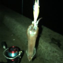 かなりムラのあるヒイカ釣りσ(^_^;)