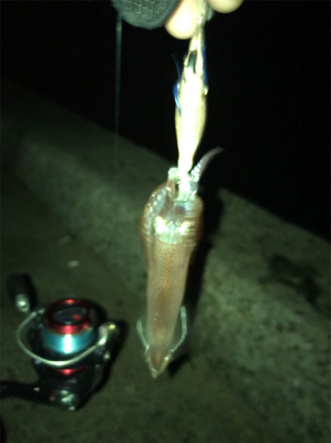 かなりムラのあるヒイカ釣りσ(^_^;)