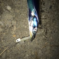 湾奥が賑やかになってきました