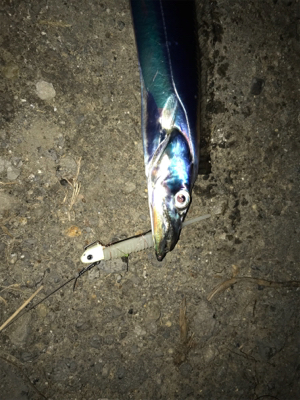 湾奥が賑やかになってきました