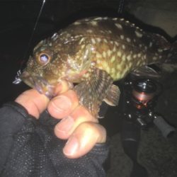 タケノコメバル