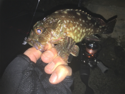 タケノコメバル