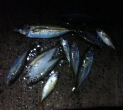 なんとか釣れました