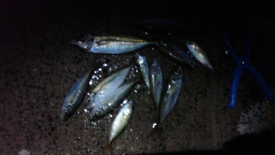 なんとか釣れました