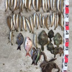 落ちギス狙い！