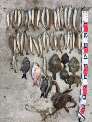 落ちギス狙い！