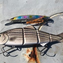 メガロサイズルアーに太刀魚バイト!!