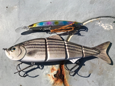 メガロサイズルアーに太刀魚バイト!!