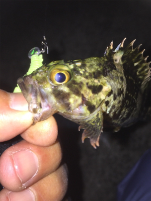 小型が多かったけど楽しかったです