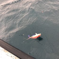 イトヨリそこそこ