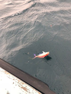 イトヨリそこそこ