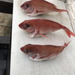 明石  鯛サビキ