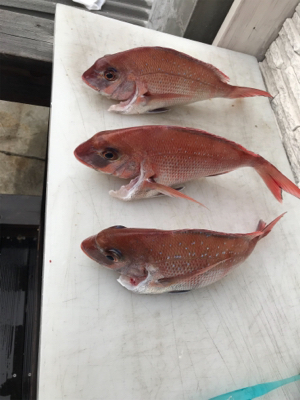 明石  鯛サビキ