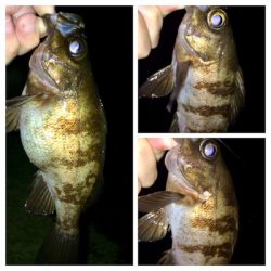 メバリスト1805〜1850