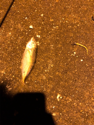 ナイトアジング