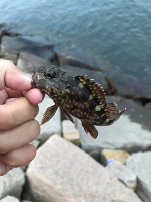 雨の中でのアジング