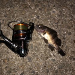 今シーズン最後のエギング